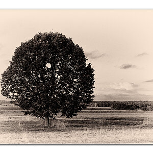 Baum9