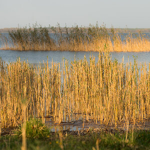 gras