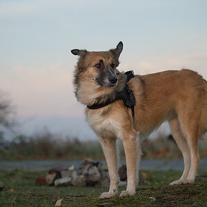 windhund