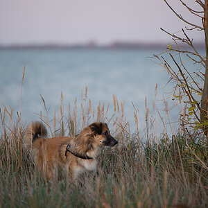 windhund2