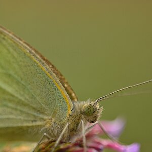 Großer Kohlweißling 2