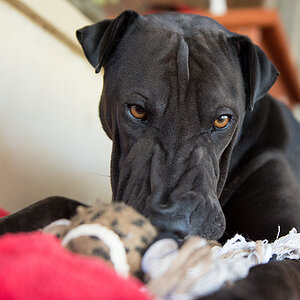 downunderhund