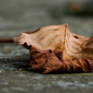 herbst blatt