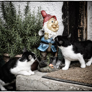 Katzen und Gartenzwerg