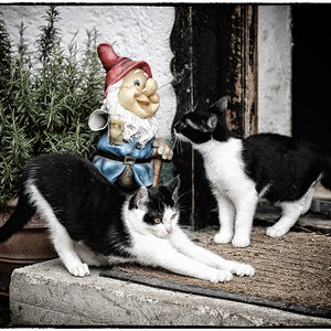 Katzen und Gartenzwerg