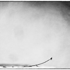 Blatt PZ14604