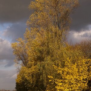 Novembertag