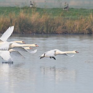 Schwan 1