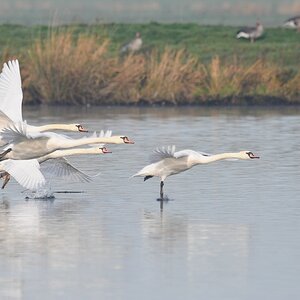 Schwan 2