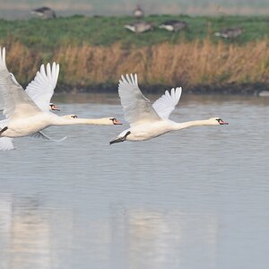 Schwan 3