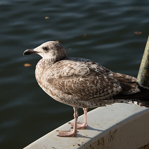 Möwe