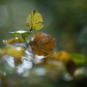 herbst2