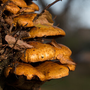 Pilze in Liepe