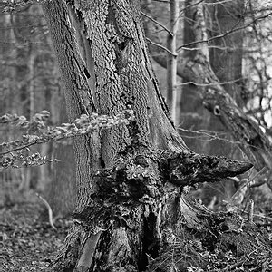 20130105 In meinem "Hauswald" beim Testen des 85er und des BW-Films