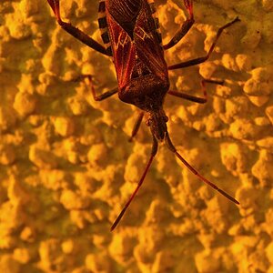 Amerikanische Kiefern- oder Zapfenwanze (Leptoglossus occidentalis)

Nikon D200 + AF Micro Nikkor 4/200mm; Stativ, SVA, ISO 200, 1/15", +0,7 EV

Bildb