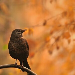 Drossel im Herbstlicht