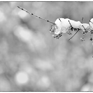 Schnee PZ14848