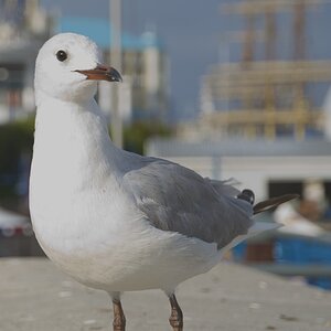Möwe, Waterfront Kapstadt, Südafrika