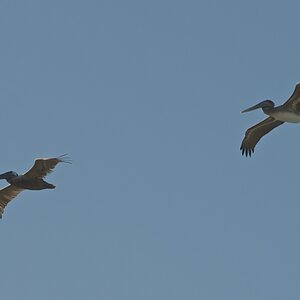 Vögel, Folley Beach, Charleston, SC, USA