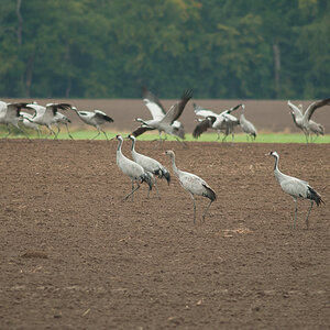Grus grus am ersten Acker hinter unserem Dorf, aufgenommen mit Nikkor AF300IF ED mit Kenko 2x Telekonverter.