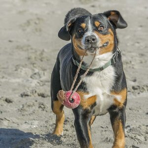 Am liebsten mit Ball unterwegs