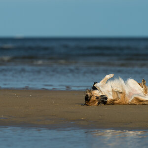 bambi am strand