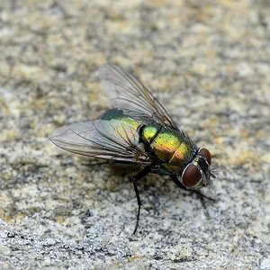 Fliege Tessin 2013