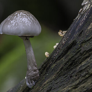 pilze 01