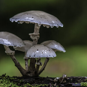 pilze 02