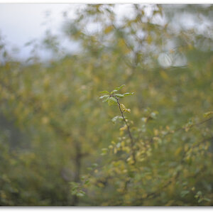 131015
Noct-NIKKOR