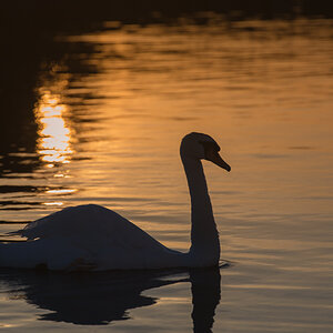 schwan
sonnenuntergang
wasser
shannon