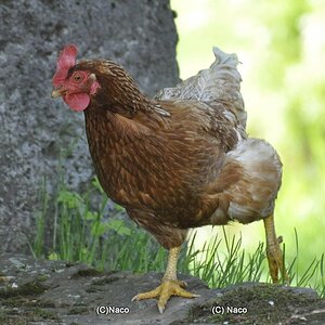 Glückliches Huhn