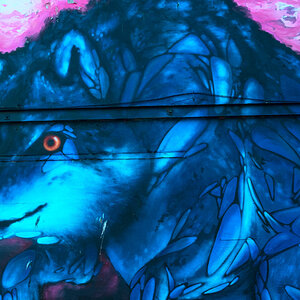 dublin
streetart
graffitti
wolf