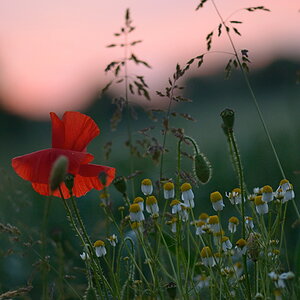 91024mohnmorgens