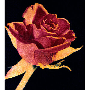 Rose 2