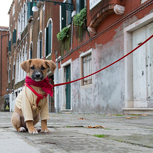 hund2