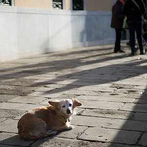 hund3