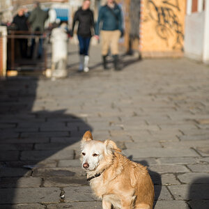 hund4