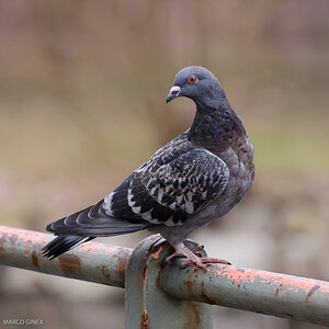 Taube