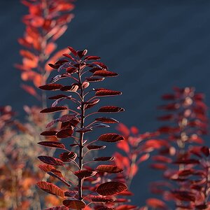 D710556 1