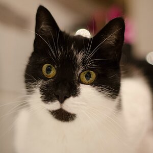 shorty DSC 5323