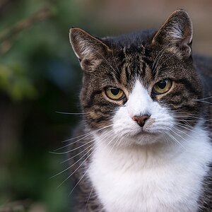 Nachbar Katze