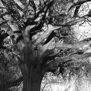 Baum im Nachmittagslicht