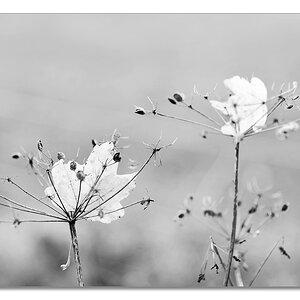 herbst
