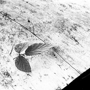 Blatt auf Baumstumpf sw web