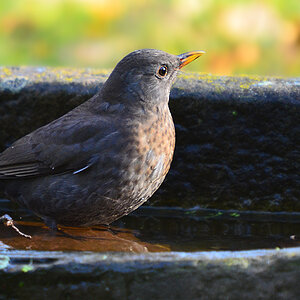DSC 9499 khg
