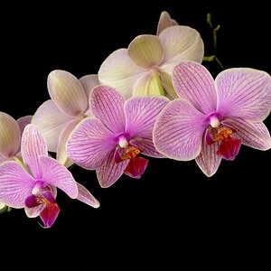 Orchidee