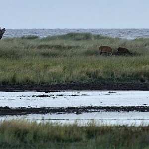 Hirschbrunft an der Ostsee