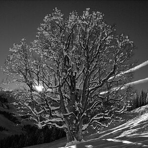 alter Baum im Gegenlicht