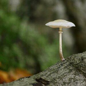 einsamer Pilz ("Arbeitstitel")